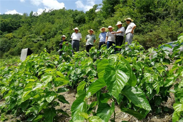 好体育官网登录入口（集团）公司参加中原镇麻庙村召开“抓产业促脱贫”暨蚕桑产业技术培训会议